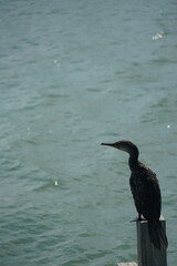 Cormorant perched by tranquil waters coastal serenity wildlife photography natural habitat eye-level perspective peaceful moment