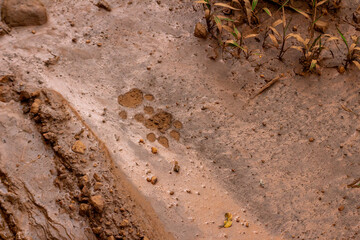 A pug mark of a leopard in wet sand in a forest