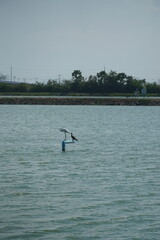 Naklejka premium Birds perched on a marker tranquil body of water nature photography calm environment wildlife viewpoint harmony in nature