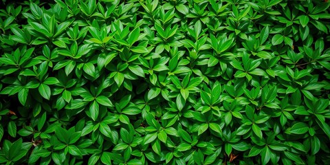 Obraz premium Dense foliage of lush green leaves scattered on the ground in a tropical setting, leaves, foliage