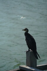 Silhouetted bird perched on post coastal waters nature photography serene environment side view wildlife observation