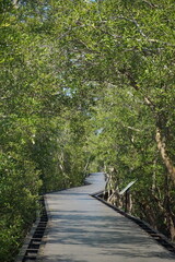 Obraz premium Exploring a serene nature trail mangrove forest scenic pathway tranquil environment ground-level view outdoor adventure