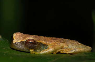 A little Hylidae Frog (Dendropsophus) on leaf in Amazon Rainforest