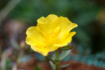 One yellow flower blooming, several green leaves with blurred background