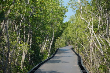 Exploring nature trails scenic walkway through lush mangroves coastal area photography serene environment aerial view eco-tourism
