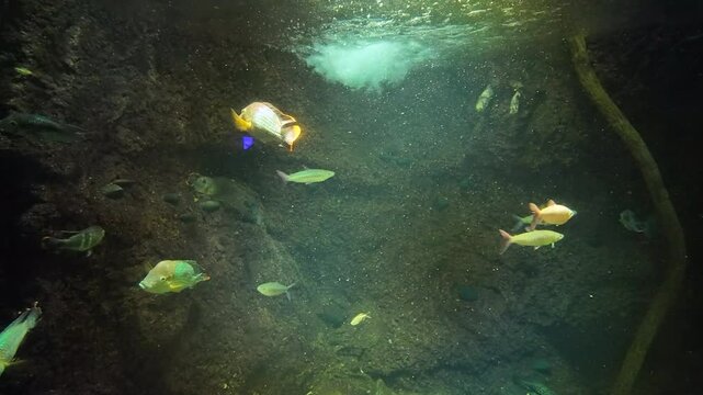 Predatory hungry freshwater red bellied piranha fish swimming in Amazon river water in South America jungle. 