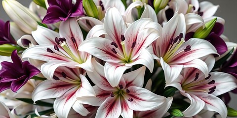 Obraz premium Elegant white lily flowers arranged in a lush bouquet with deep plum purple accents and velvety petals, white lilies, spring flowers, formal event