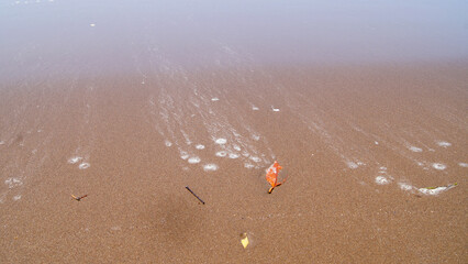 The beach sand is partly dry and partly wet, brown and one dry leaf in the middle