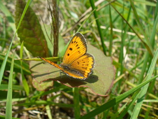 Butterfly female of Large copper, Lycaena dispar on leaf in green grass in meadow - close-up. Topics: beauty of nature, vegetation, flora, fauna, macro, summer, season, natural environment, field