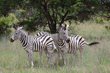 Groupe de zèbres dans leur habitat naturel