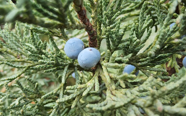 Thuja branch with berries, evergreen coniferous tree of the cypress family or Cupressaceae.