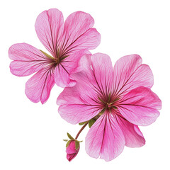 PNG Beautiful pink geranium flowers in full bloom