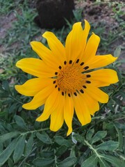 Closeup of a yellow flower. Gazania