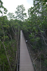 Exploring a serene mangrove boardwalk nature trail eco-friendly environment elevated viewpoint tranquil experience