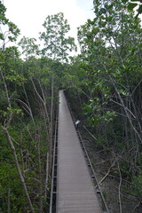 Exploring mangrove walkways nature reserve scenic path lush environment serene view eco-tourism concept