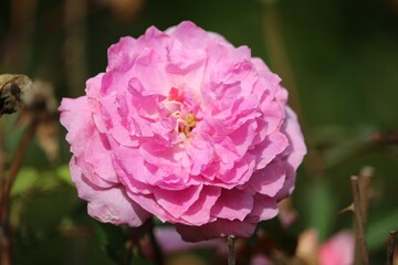 Pivoine