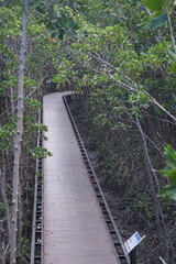 Obraz premium Exploring nature trails boardwalk in mangrove forest outdoor adventure lush environment serene viewpoint eco-tourism experience