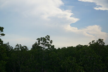 Obraz premium Exploring nature's beauty a serene view of mangroves under a cloudy sky outdoor photography natural environment tranquil scene