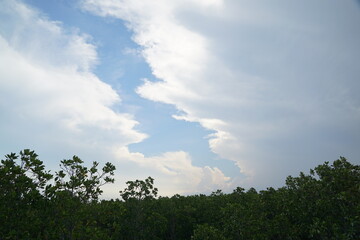 Cloud formation and lush greenery coastal mangrove habitat nature photography serene environment aerial perspective tranquil beauty