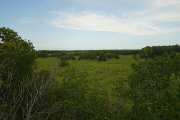 Fototapeta premium Exploring lush mangrove forests coastal wetlands aerial view natural beauty nature conservation