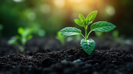 Naklejka premium New Life: A Young Sprout Reaching for the Sun