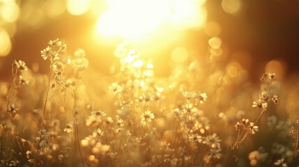 Golden Hour Bliss: Sunlit Flower Field