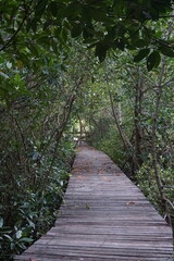 Obraz premium Exploring nature's path scenic boardwalk journey through lush greenery peaceful forest tranquil landscape inviting viewpoint adventure awaits