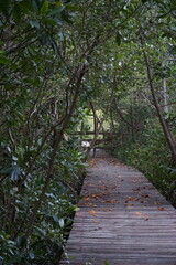 Fototapeta premium Serene nature walkway lush green forest scenic view tranquil environment inviting path outdoor adventure