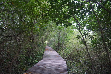 Exploring nature walkways dense forest scenic photography tranquil environment ground level outdoor adventure