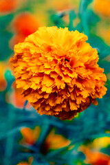 Flor de cempasúchil 