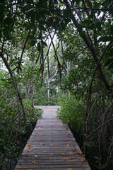 Obraz premium Exploring nature's serenity a wooden pathway through a lush mangrove forest tranquil environment nature photography close-up viewpoint