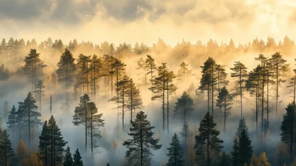 Tableau sur plexiglas Forêt brumeuse Misty forest at sunrise with tall trees and golden sunlight.  © thenort
