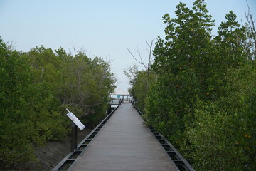 Fototapeta premium Exploring tranquil mangrove boardwalk coastal nature reserve scenic pathway serene environment nature photography eco-tourism