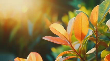 Rich orange leaves with warm light. Autumn Nature