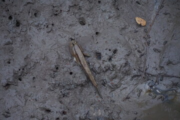 Fish stranded in muddy waters marshland wildlife photography natural habitat ground level environmental impact