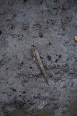 Mudskipper fish in wetlands nature habitat wildlife photography marshy environment close-up view aquatic adaptation