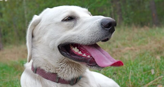 White Labrador dog breathing heavily after a walk. The dog breathes hard showing long tongue. Big Close Up BCU