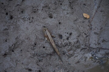 Fish struggling in muddy waters riverbank wildlife photography natural habitat aerial view environmental awareness