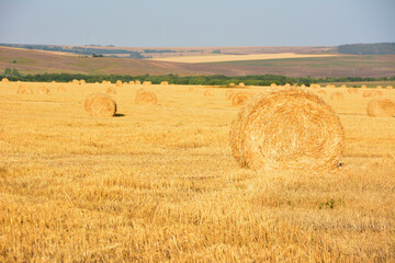 a field of hay with a field of wheat in the background 