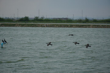 Birds in flight over calm waters natural habitat wildlife photography outdoor environment scenic view nature's beauty