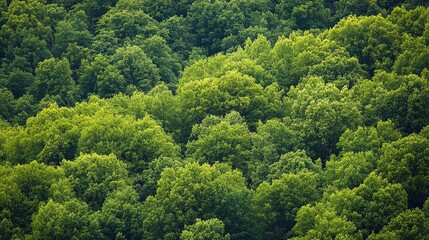 Obraz premium Aerial view of a lush green forest showcasing diverse tree tops and dense foliage in varying rich shades of green.