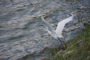 Egrets in flight near water's edge natural habitat wildlife photography serene environment close-up nature's beauty