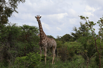 Girafe solitaire au cœur de la savane