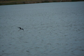 Bird in flight skimming water surface serene lake nature photography tranquil landscape aerial view wildlife observation