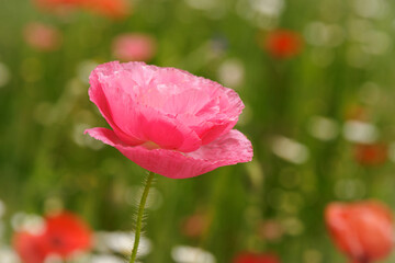 Obraz premium Pink Poppy (2024)