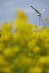 Windrad in einem Rapsfeld