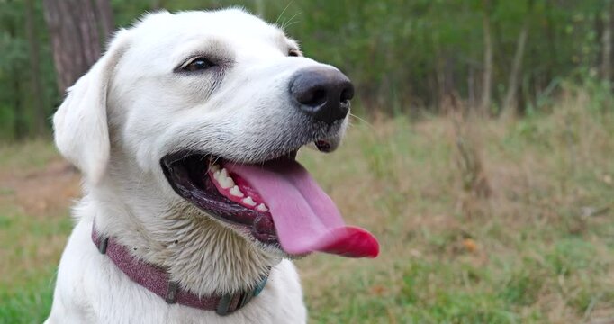 White Labrador dog breathing heavily after a walk. The dog breathes hard showing long tongue. Big Close Up BCU