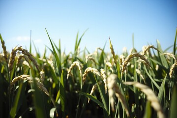 Fototapeta premium Rice ears in the field against the bright sun and blue sky