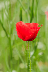 Red Poppy (2024)