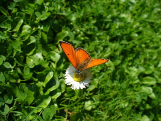 Butterfly male of Large copper, Lycaena dispar on flower Common daisy, Bellis perennis on green filed - close-up. Topics: beauty of nature, blooming, flowering, vegetation, flora, fauna, macro
